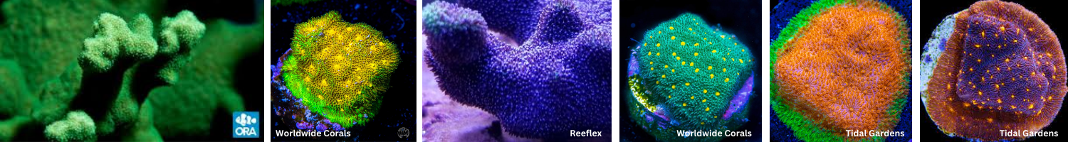 Images with Psammocora Corals